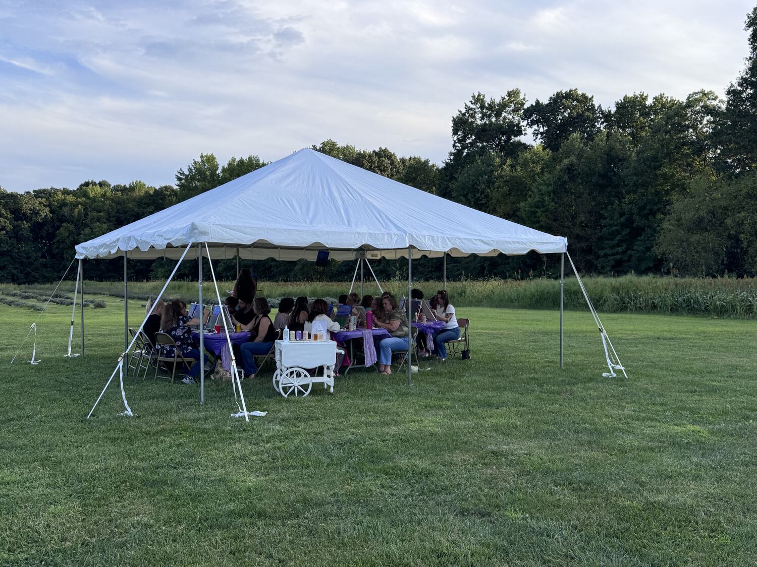Our tent set up in the lavender field at golden hour